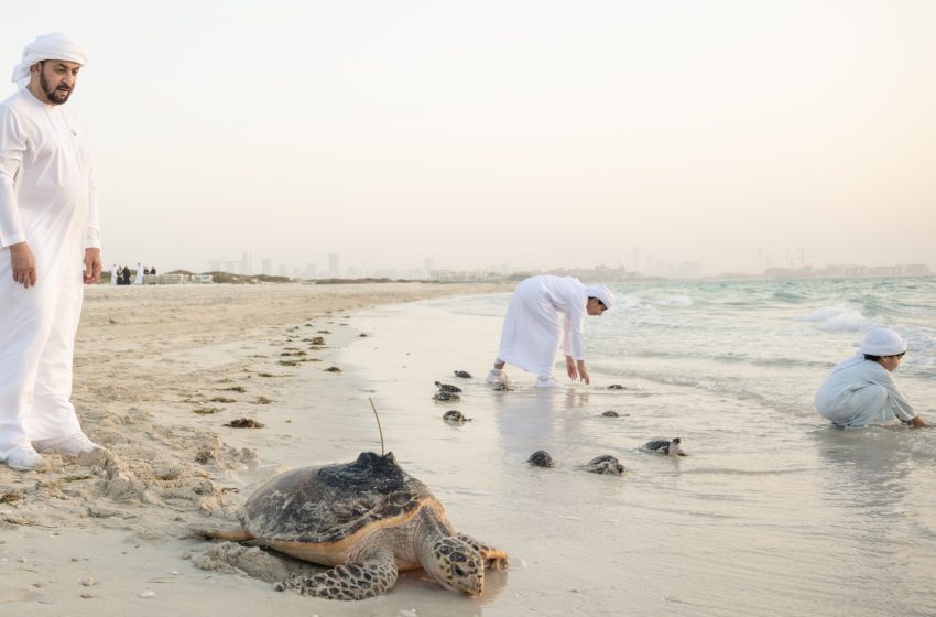  Environment Agency – Abu Dhabi releases batch of rescued and rehabilitated sea turtles